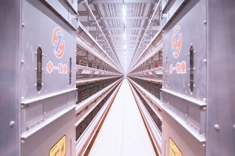 超高層養(yǎng)殖雞一般要喂什么樣的飼料呢？